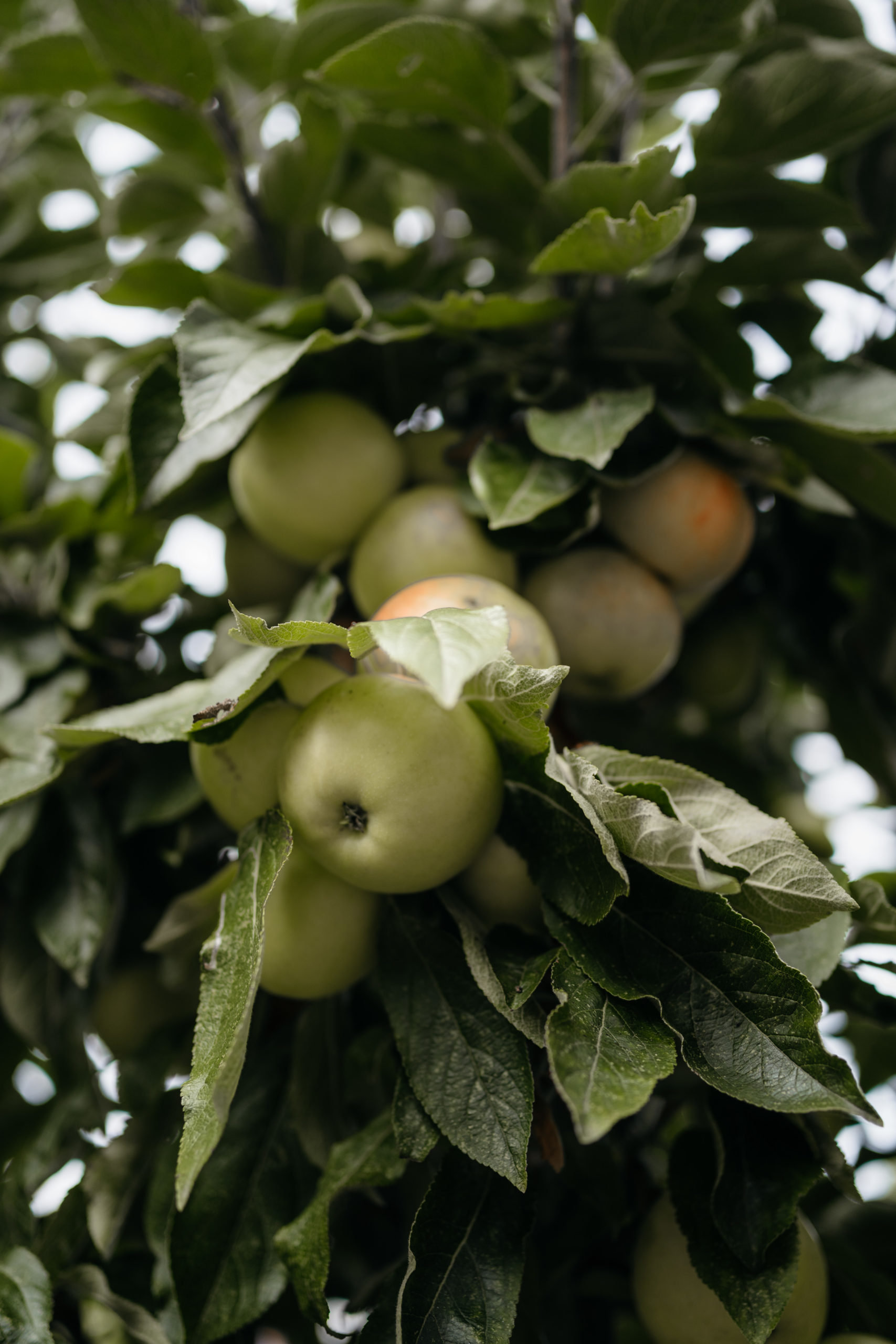 appels uit eigen tuin
