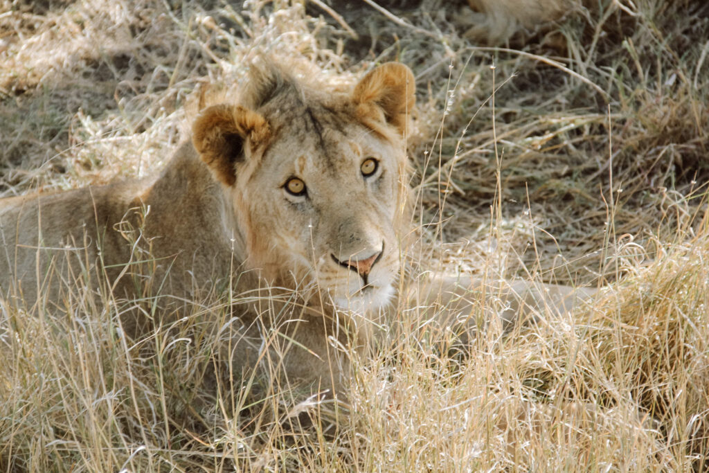 Leeuw Foto's editen Afrika