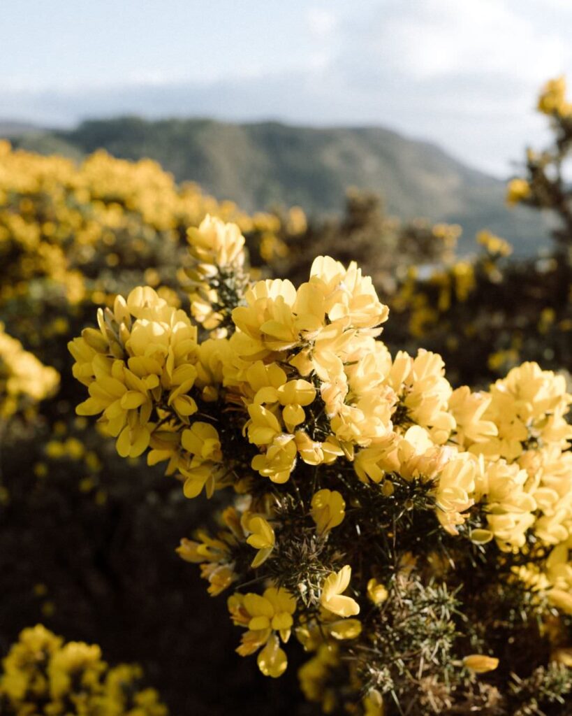 detail natuur - stories by Chriske - fotografie inspiratie